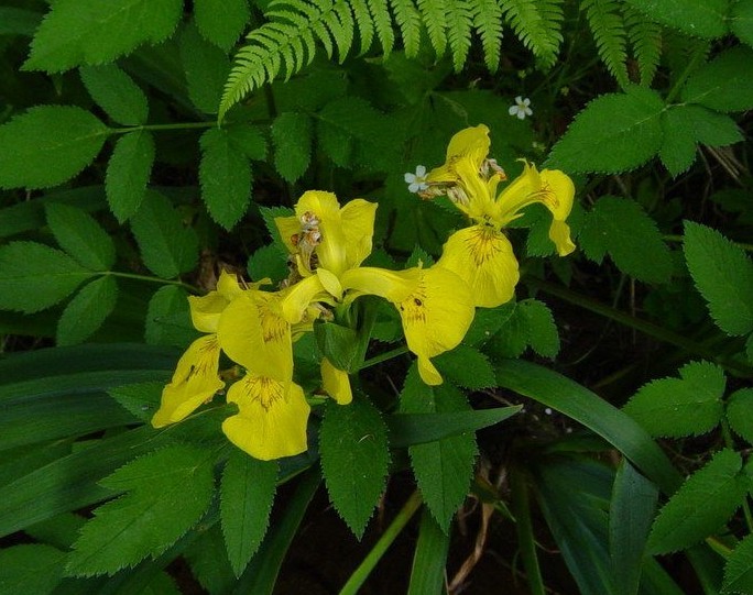 Iris pseudacorus